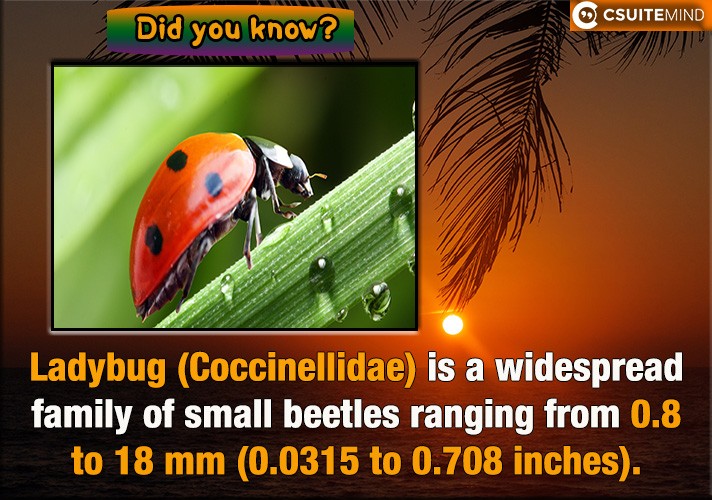 Ladybug (Coccinellidae) is a widespread family of small beetles ranging from 0.8 to 18 mm (0.0315 to 0.708 inches).

