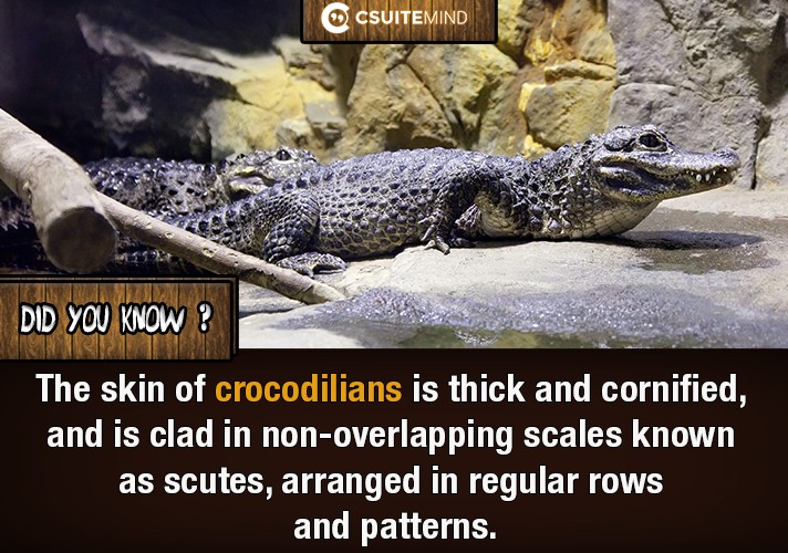 The skin of crocodilians is thick and cornified, and is clad in non-overlapping scales known as scutes, arranged in regular rows and patterns. 
