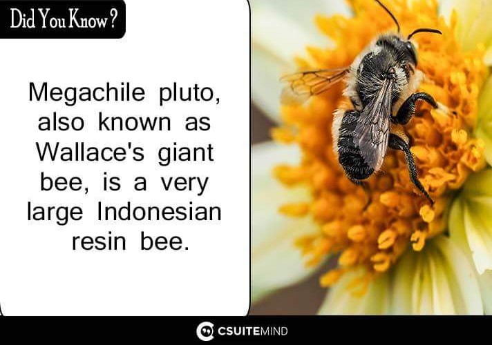 megachile-pluto-also-known-as-wallaces-giant-bee-is-a-very-large-indonesian-resin-bee