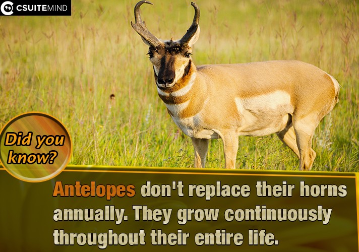 Antelopes don't replace their horns annually. They grow continuously throughout their entire life.
