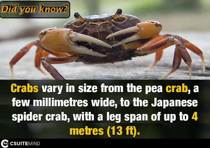 Crabs vary in size from the pea crab, a few millimetres wide, to the Japanese spider crab, with a leg span of up to 4 metres (13 ft).
