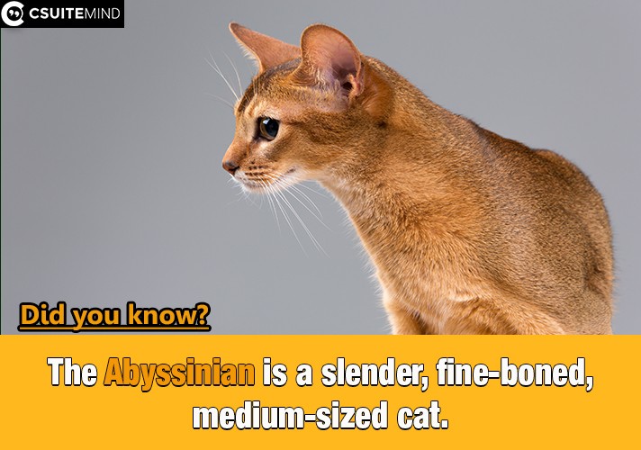 The Abyssinian is a slender, fine-boned, medium-sized cat. 
