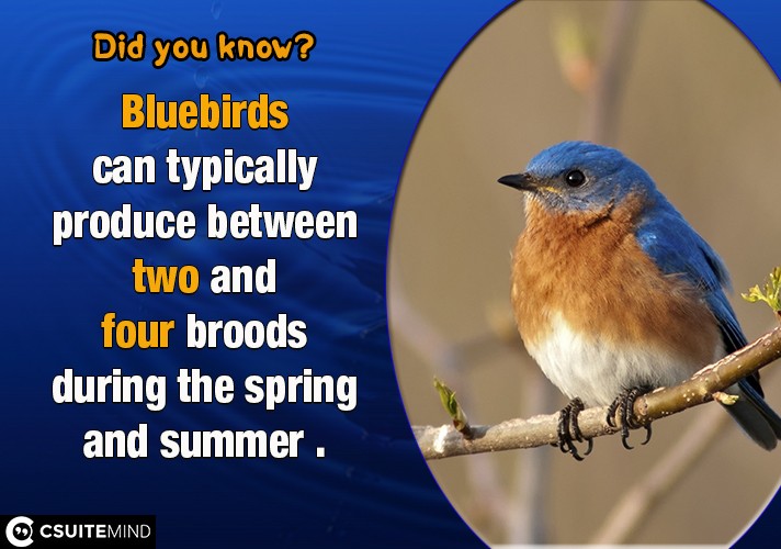 bluebirds-can-typically-produce-between-two-and-four-broods-during-the-spring-and-summer