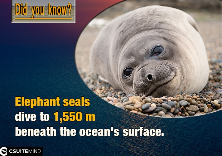  Elephant seals dive to 1,550 m beneath the ocean's surface.
