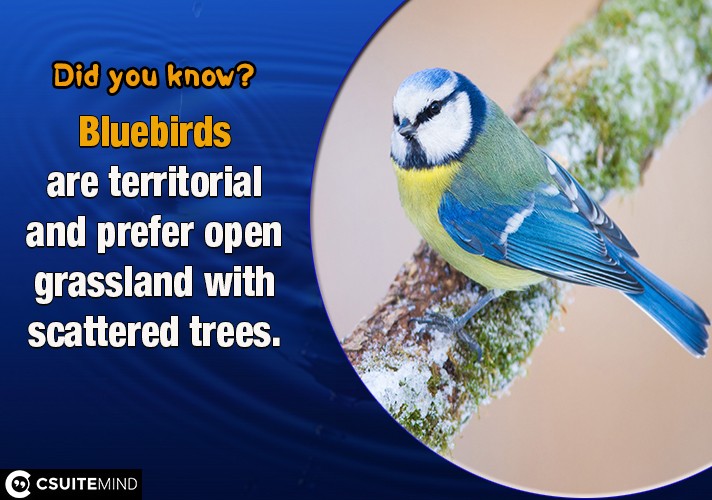 Bluebirds are territorial and prefer open grassland with scattered trees. 
