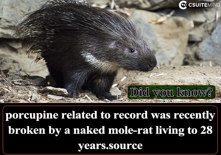 porcupine related to record was recently broken by a naked mole-rat living to 28 years.
