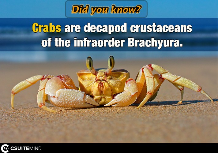Crabs are decapod crustaceans of the infraorder Brachyura.
