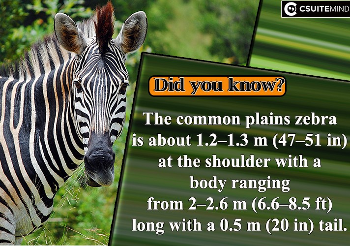 The common plains zebra is about 1.2–1.3 m (47–51 in) at the shoulder with a body ranging from 2–2.6 m (6.6–8.5 ft) long with a 0.5 m (20 in) tail. 
