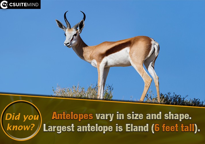 antelopes-vary-in-size-and-shape-largest-antelope-is-eland-6-feet-tall