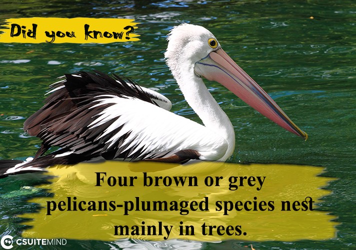 Four brown or grey pelicans-plumaged species nest mainly in trees. 
