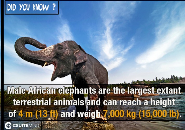 male-african-elephants-are-the-largest-extant-terrestrial-animals-and-can-reach-a-height-of-4-m-13-ft-and-weigh-7000-kg-15000-lb