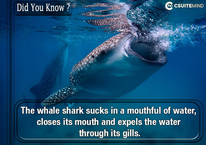 the-whale-shark-sucks-in-a-mouthful-of-water-closes-its-mouth-and-expels-the-water-through-its-gills