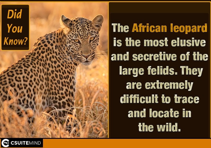 The African leopard is the most elusive and secretive of the large felids. They are extremely difficult to trace and locate in the wild.

