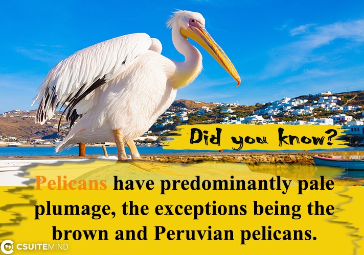 Pelicans have predominantly pale plumage, the exceptions being the brown and Peruvian pelicans. 
