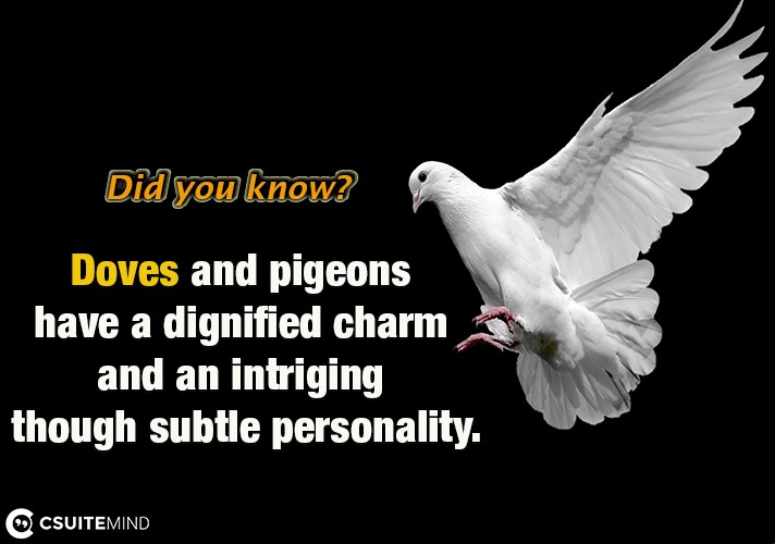    Doves and pigeons have a dignified charm and an intriging though subtle personality. 
