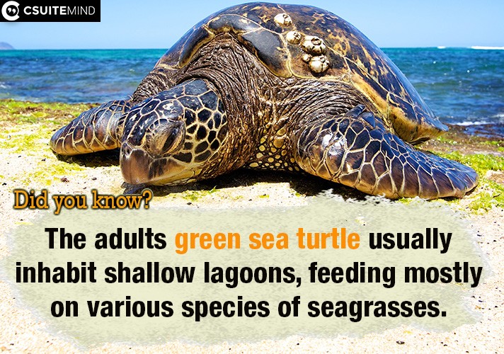  The adults green sea turtle usually inhabit shallow lagoons, feeding mostly on various species of seagrasses.

