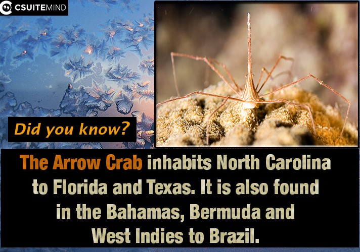  The Arrow Crab inhabits North Carolina to Florida and Texas. It is also found in the Bahamas, Bermuda and West Indies to Brazil.
