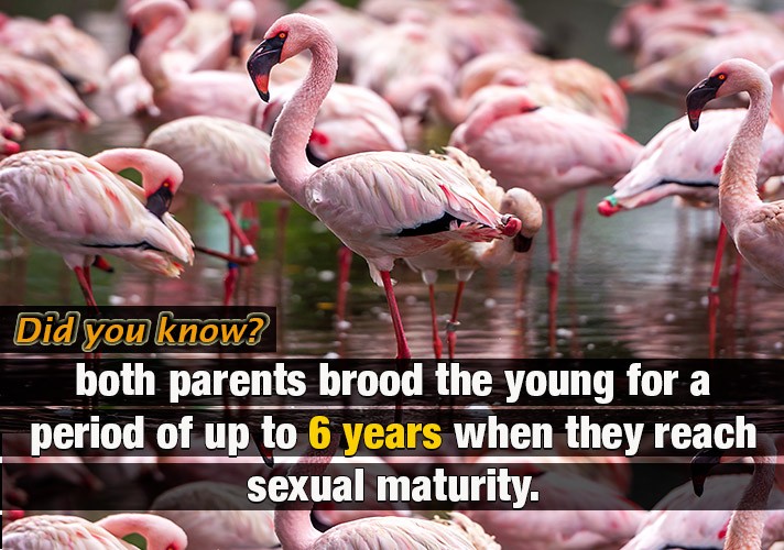 both parents brood the young for a period of up to 6 years when they reach sexual maturity. 

