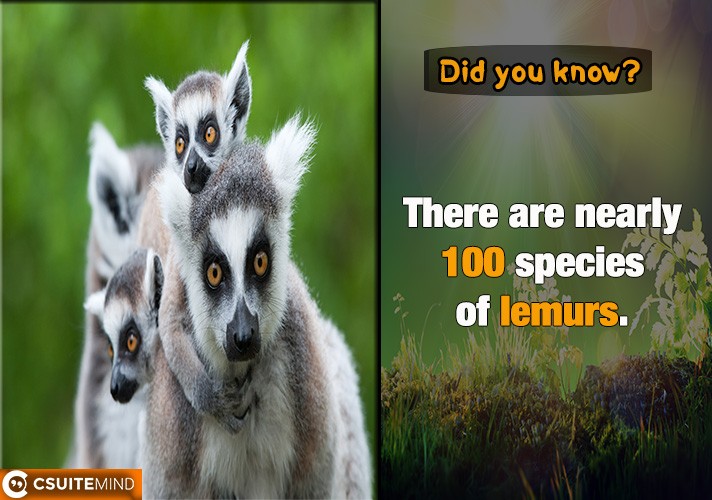 There are nearly 100 species of lemurs.
