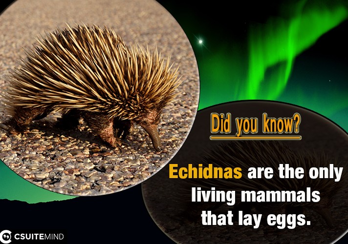 Echidnas are the only living mammals that lay eggs.
