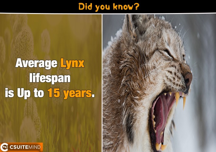 Average Lynx lifespan is Up to 15 years.
