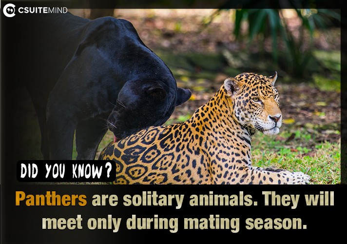 Panthers are solitary animals. They will meet only during mating season.
