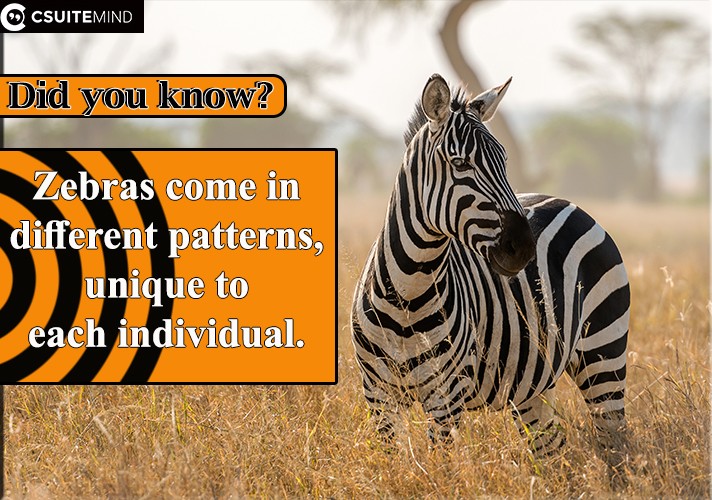 Zebras come in different patterns, unique to each individual. 
