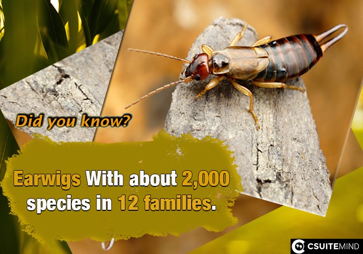 Earwigs With about 2,000 species in 12 families.
