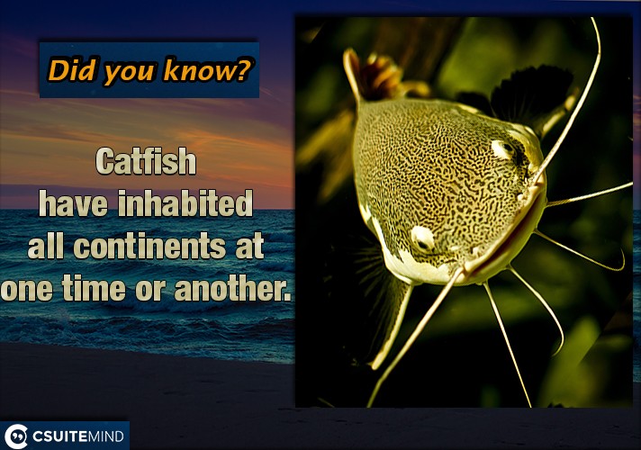  Catfish have inhabited all continents at one time or another.

