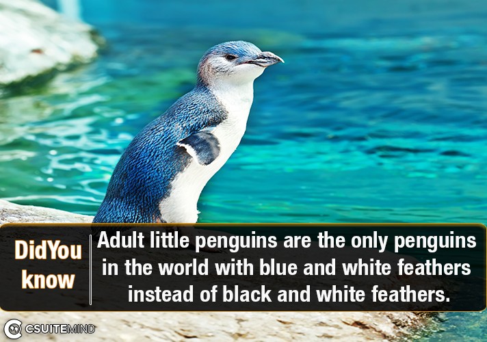 Adult little penguins are the only penguins in the world with blue and white feathers instead of black and white feathers.