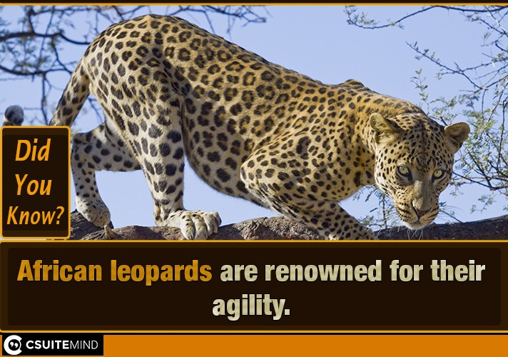 African leopards are renowned for their agility.

