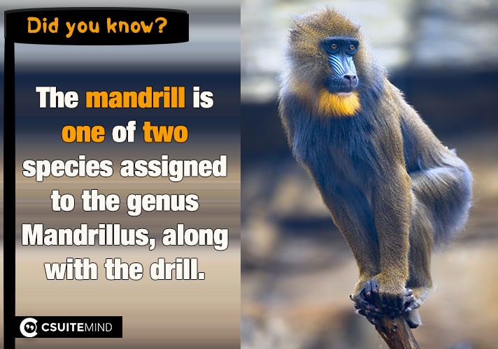 The mandrill is one of two species assigned to the genus Mandrillus, along with the drill. 
