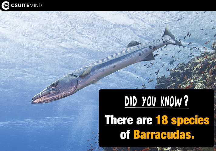 There are 18 species of Barracudas.
