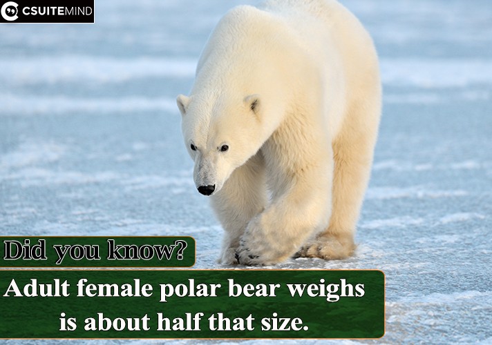  Adult female polar bear weighs  is about half that size.

