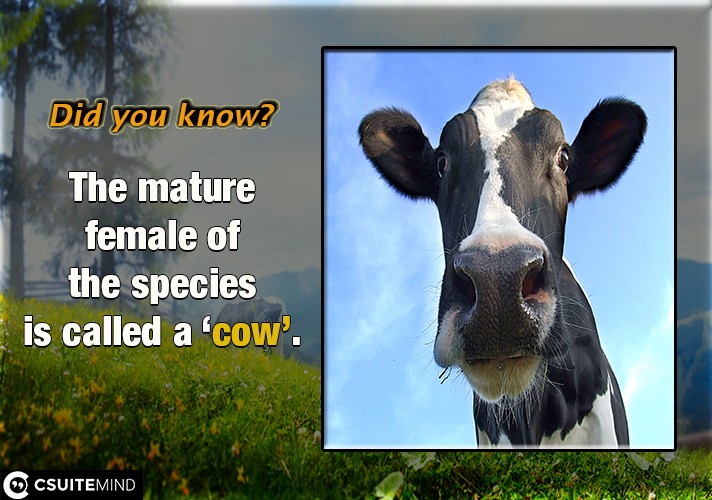 The mature female of the species is called a ‘cow’.
