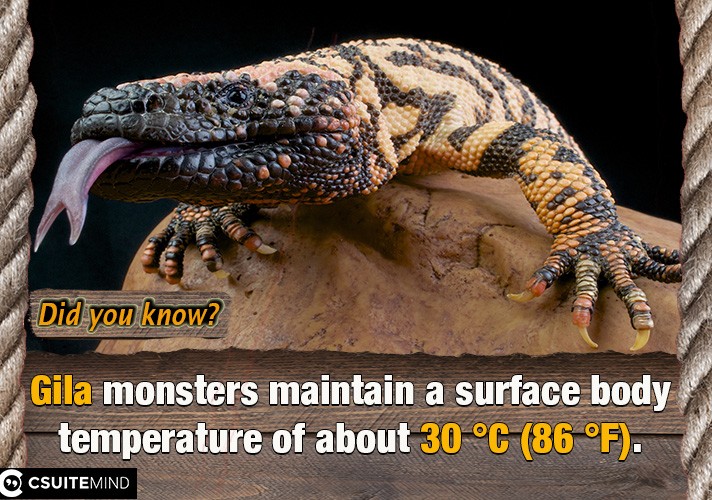 gila-monsters-maintain-a-surface-body-temperature-of-about-30-c-86-f