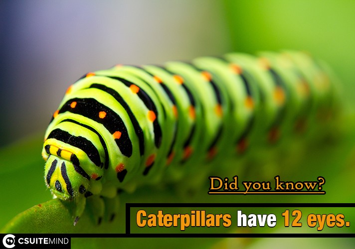 caterpillars-have-12-eyes