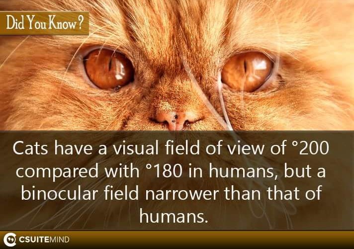 cats-have-a-visual-field-of-view-of-200-compared-with-180-in-humans-but-a-binocular-field-narrower-than-that-of-humans