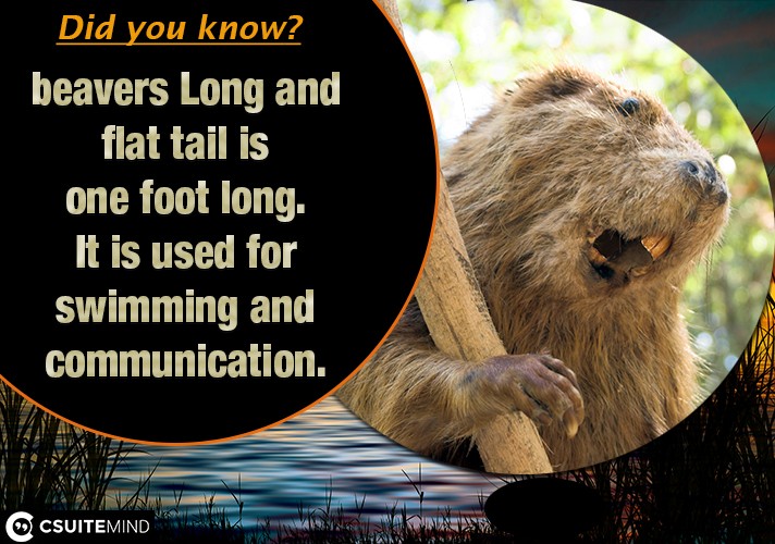 beavers-long-and-flat-tail-is-one-foot-long-it-is-used-for-swimming-and-communication