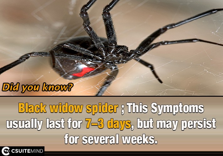 Black widow spider ; This Symptoms usually last for 3–7 days, but may persist for several weeks.