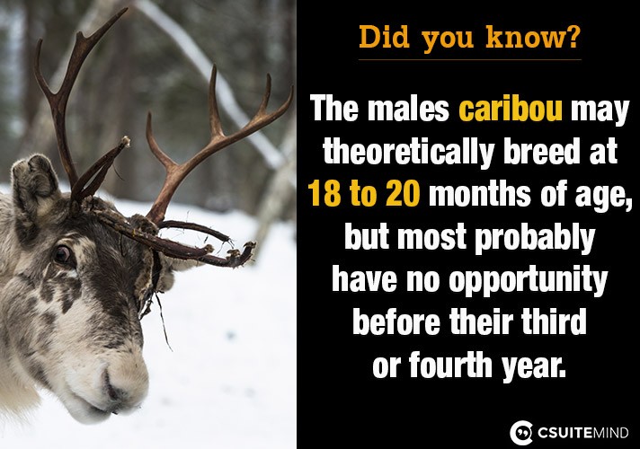The males caribou may theoretically breed at 18 to 20 months of age, but most probably have no opportunity before their third or fourth year. 
