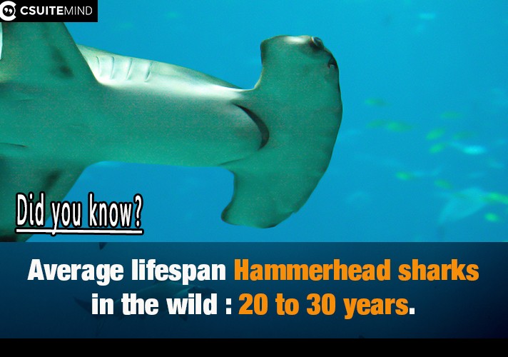 Average lifespan Hammerhead sharks in the wild : 20 to 30 years
