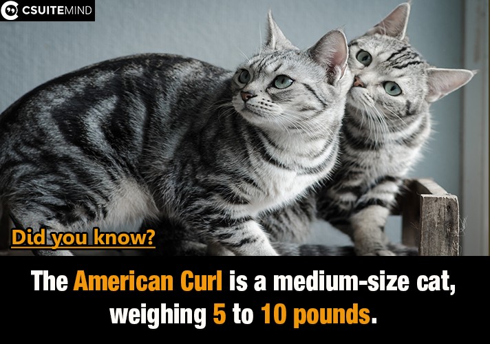 The American Curl is a medium-size cat, weighing 5 to 10 pounds.

