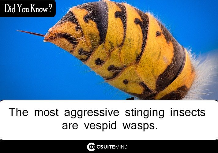 The most aggressive stinging insects are vespid wasps. 