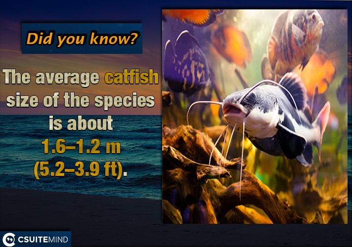  The average catfish size of the species is about 1.2–1.6 m (3.9–5.2 ft), 
