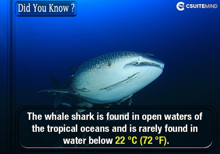 The whale shark is found in open waters of the tropical oceans and is rarely found in water below 22 °C (72 °F).