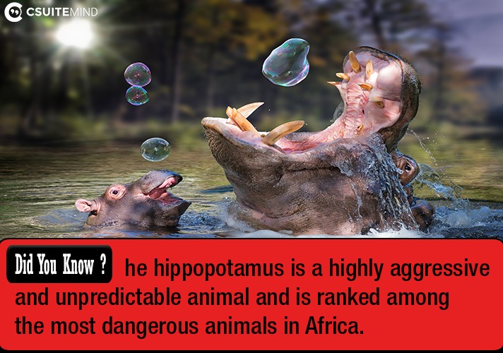 he-hippopotamus-is-a-highly-aggressive-and-unpredictable-animal-and-is-ranked-among-the-most-dangerous-animals-in-africa