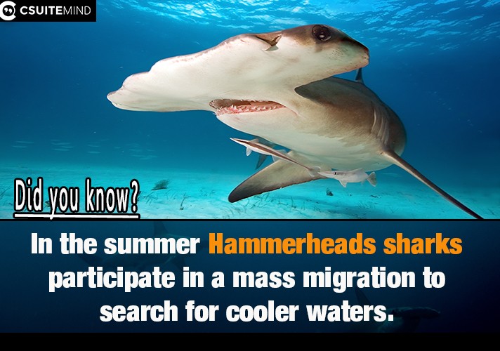 In the summer Hammerheads sharks  participate in a mass migration to search for cooler waters. 
