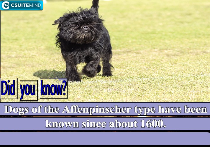 dogs-of-the-affenpinscher-type-have-been-known-since-about-1600