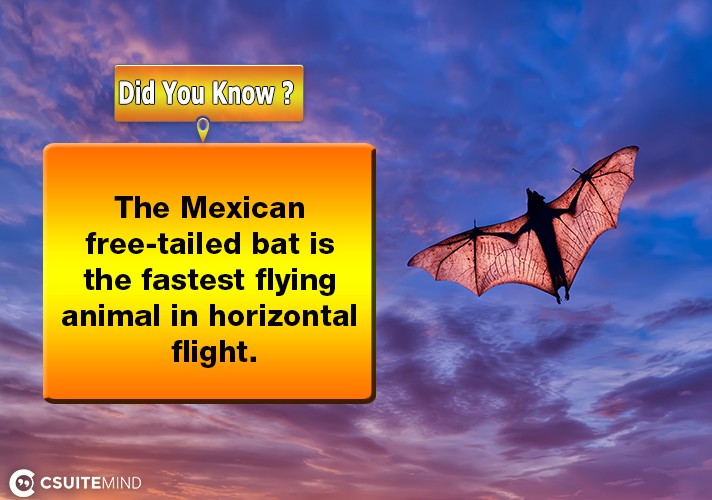 The Mexican free-tailed bat is the fastest flying animal in horizontal flight.